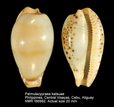 Palmulacypraea katsuae.jpg - Palmulacypraea katsuae (Kuroda,1960)